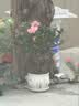 花翁杜鹃花盆栽四季开花带花苞过年花卉室内植物阳台鲜花绿植源头直发 实拍图