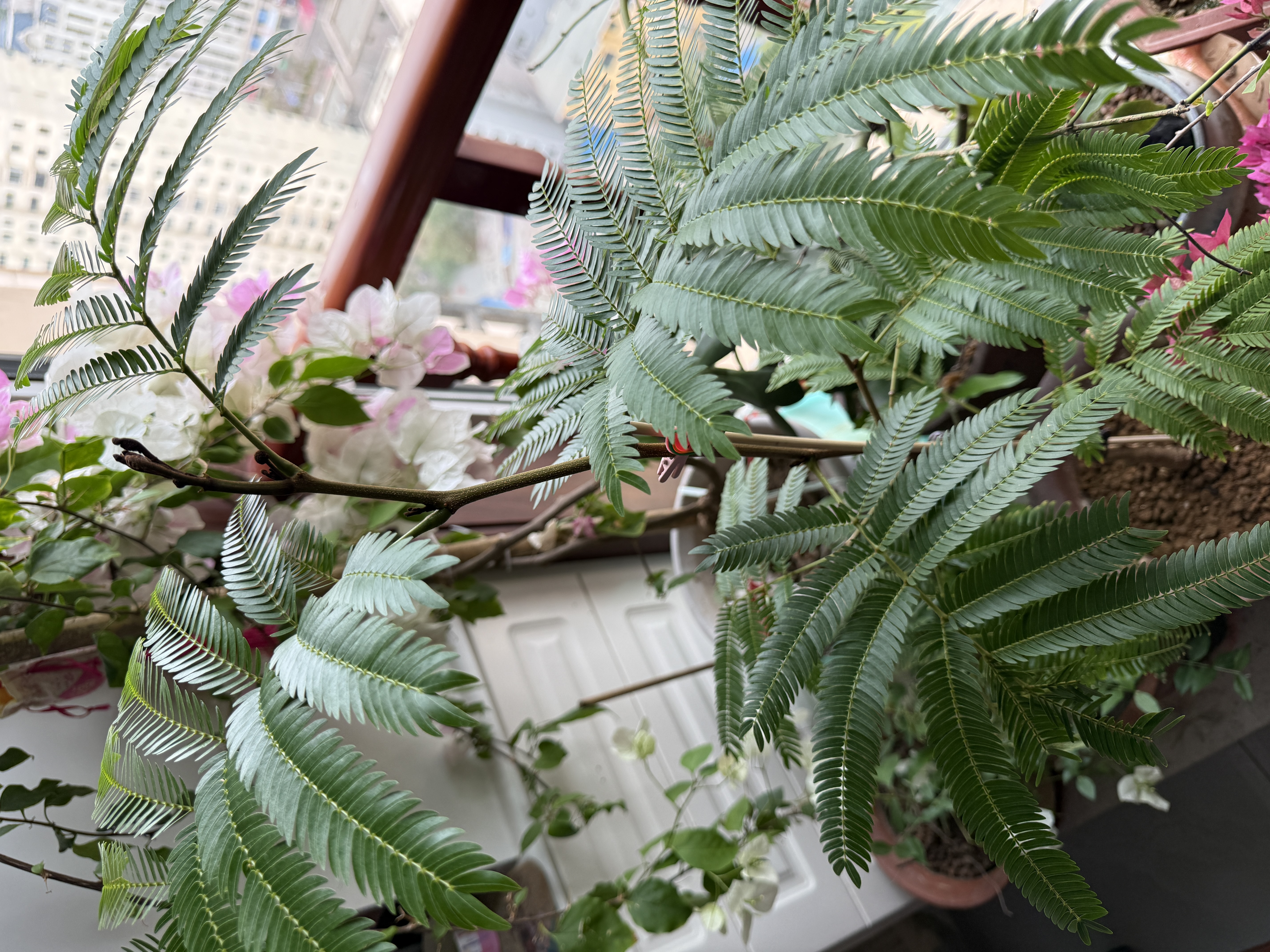 爱美花盆无异味树脂花盆仿陶瓷矮胖大号多肉加仑塑料透气花盆家用加厚耐用 155号天空蓝 1个装（送托盘） 实拍图