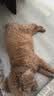 皇家狗粮 贵宾老年犬狗粮泰迪犬粮宠物小型犬PDA26全价犬粮 ≥8岁 3KG 实拍图