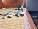 麦富迪猫粮 超肉粒冻干双拼幼猫粮免疫护肠胃 三文鱼2kg 实拍图