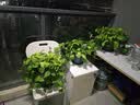 奥美优加仑盆花盆树脂透气防烂根塑料种植盆栽盆带托盘一体家用加厚 实拍图