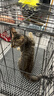 憨憨宠猫笼折叠猫笼子大号猫别墅加粗加密双层猫舍猫窝宠物猫咪用品家用 黑色 600双层 实拍图