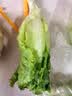 散叶生菜约400g 实拍图