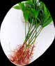 花行榜驱蚊竹柏水培驱蚊植物盆栽办公室桌面花卉水养办公室绿植源头直发 实拍图