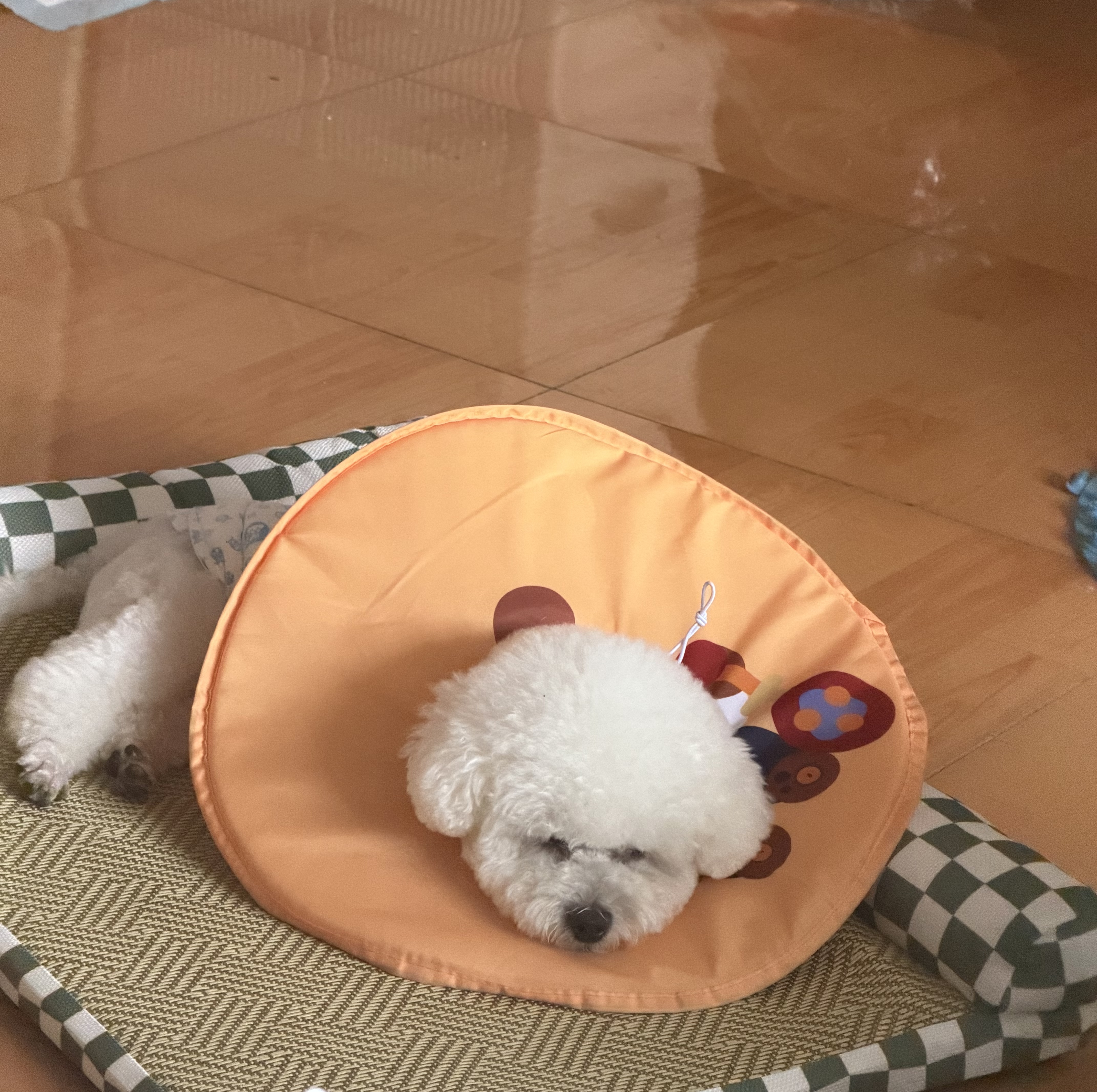 阿柴与猫狗窝四季通用凉席垫夏天夏季狗狗柯基比熊夏日狗床狗垫子猫窝睡垫 实拍图