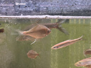 Biuyum鱼池杀菌灯潜水式水族专用紫外线灯鱼缸水族箱除藻灯户外uv消毒灯防水 定时款+送遮光板+吸盘 实拍图