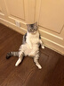 Orijen渴望猫粮 成猫幼猫粮 六种鱼肉美毛无谷全价进口5.4kg效期27/1 实拍图
