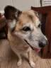 冠能狗粮消化舒适成犬狗粮全价7kg 天然益生元配方 改善肠胃敏感 实拍图