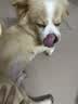 麦富迪 狗狗零食 藻趣儿火腿肠成幼犬训练奖励宠物零食混合味1000g 实拍图