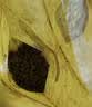 史丹利兰花专用土君子兰蝴蝶兰营养土松树皮泥炭种植盆栽养花土壤10L 实拍图