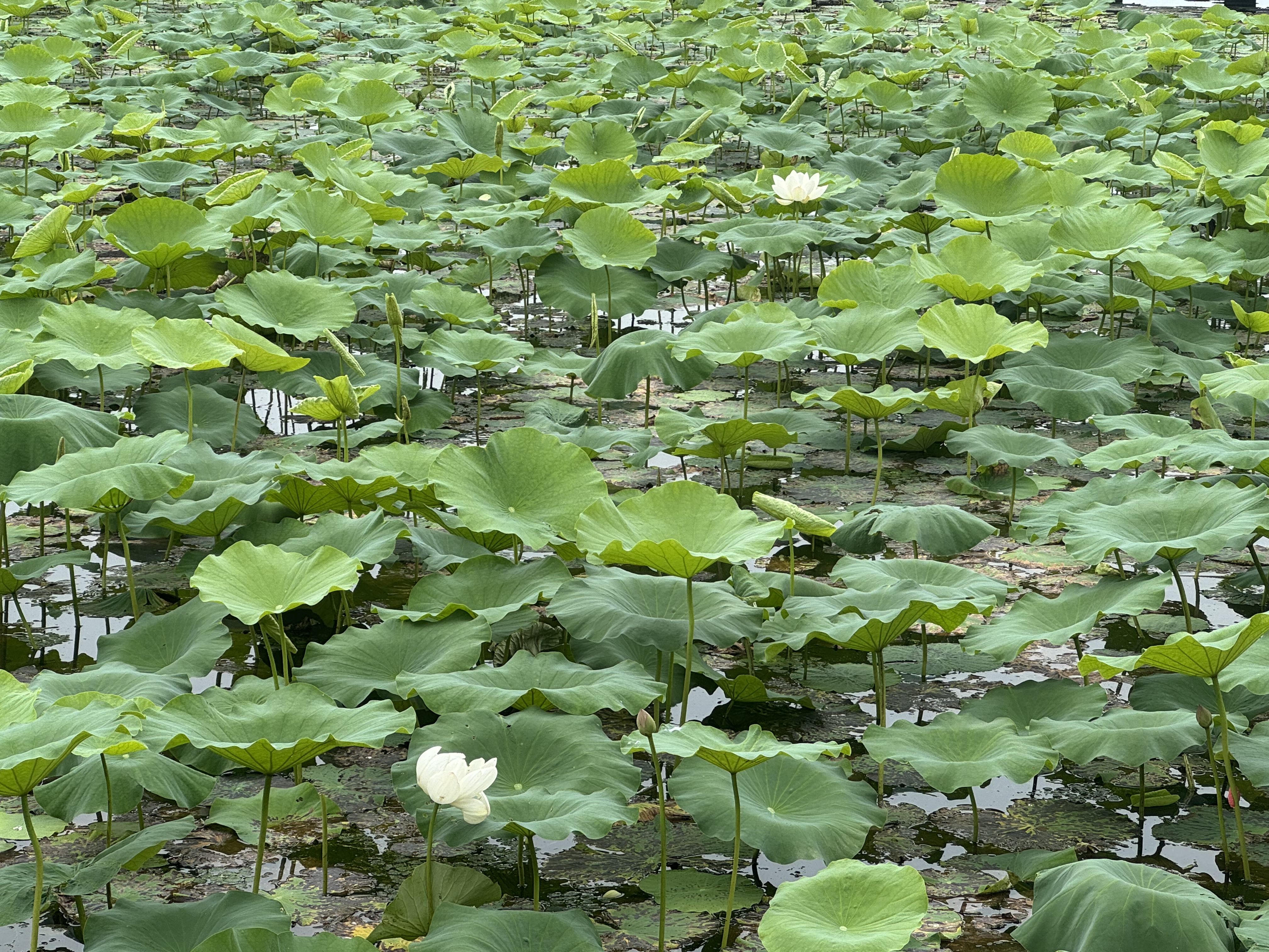 a2奶粉紫白金澳版幼儿配方奶粉3段(1岁+) 900g【批批严检】 实拍图