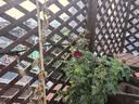 耐德斯特（NADSTER） 自动浇花神器系统PE灌溉水管PVC配件毛细管 8/12系列灌溉软管 8/12PVC中管（按米购买） 实拍图