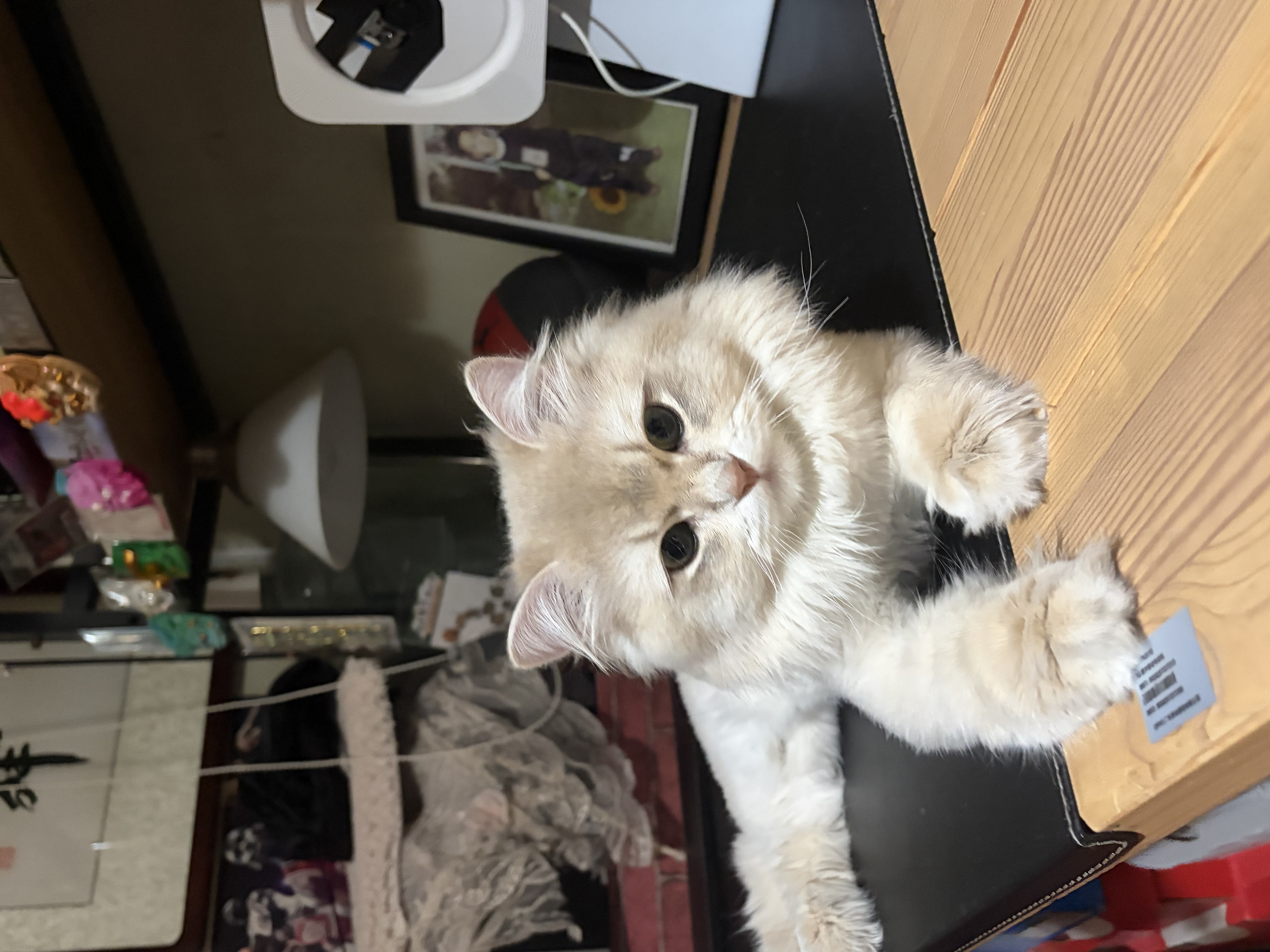 福丸自然空气玉米豆腐猫砂除臭低尘可冲厕所 玉米淡香 2.5kg*4包 实拍图