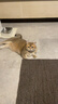 卫仕（NOURSE）后生元化毛球猫草片魔方冻干猫咪排毛球代吐温和分解毛球护肠胃 化毛球 240片*1瓶 +猫多维240片*1瓶 实拍图