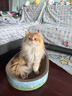 【限量1000单】9cm加高超大防倾倒猫窝猫抓板一体不掉屑耐磨玩具 最大号61cm【适合30斤内】 实拍图