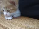 舒腾中华田园小猫咪活体田园猫宠物家养猫咪橘猫幼猫活体土猫狸花猫咪 田园级 随缘 公（幼猫两个月左右） 实拍图
