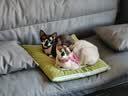 皇家猫粮 幼猫猫粮 幼猫奶糕 K36 通用粮 锁鲜 4-12月 4.5KG*2 实拍图