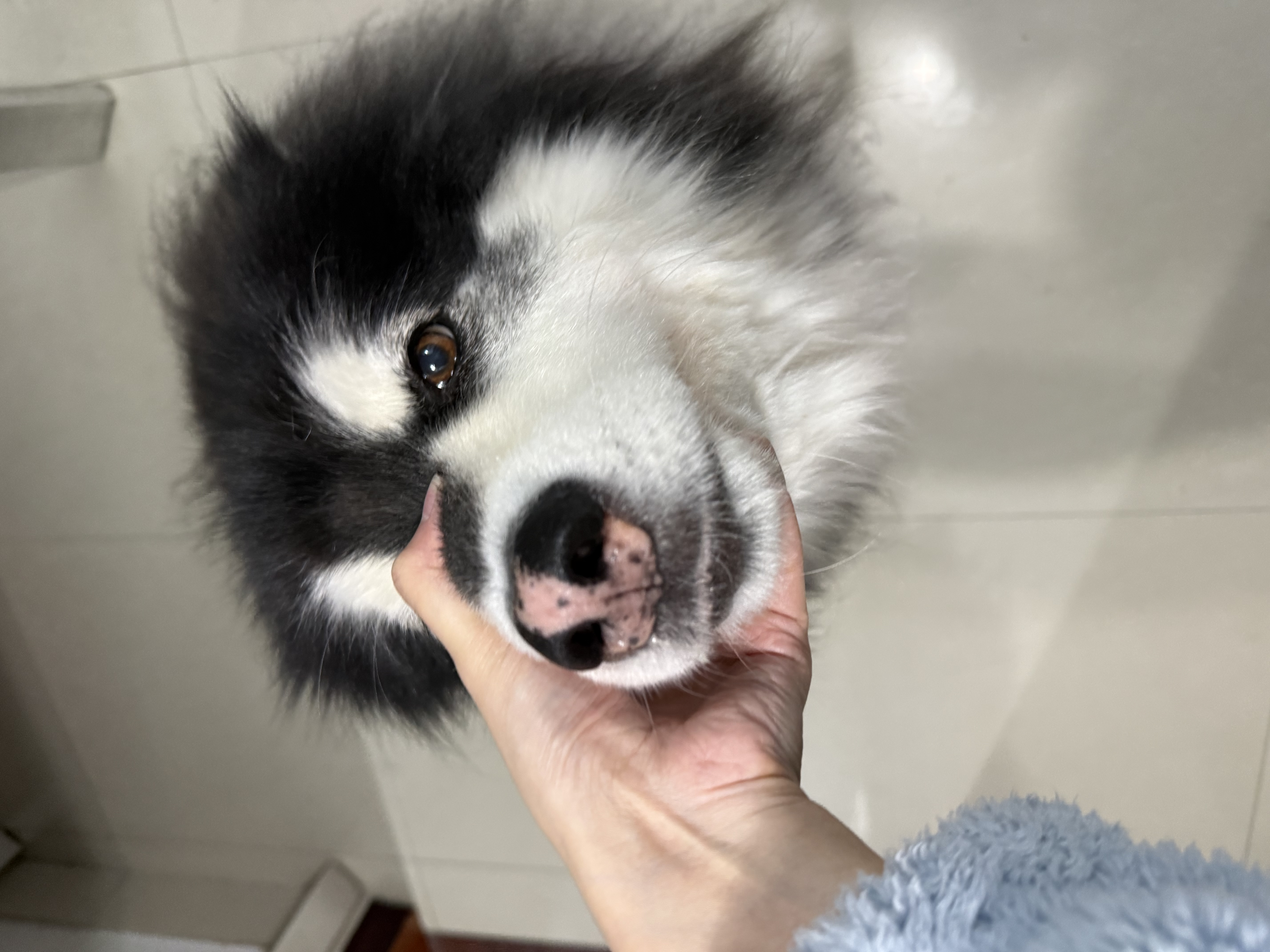 伯纳天纯狗粮中大型犬全价成年犬粮17kg羊肉蔓越莓味囤货装 实拍图
