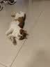 卫仕美毛爆爆袋猫干粮成猫幼猫全价冻干鲜肉猫粮1.5kg 实拍图