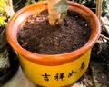 陶瓷大花盆家用落地兰花多肉盆紫砂粗砂花盆特价清仓大口径花盆 口径19cm一个盆+托盘 实拍图