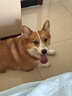 海洋之星 三文鱼中小型犬狗粮金毛比熊边牧狗粮成犬粮小颗粒1.5kg 实拍图