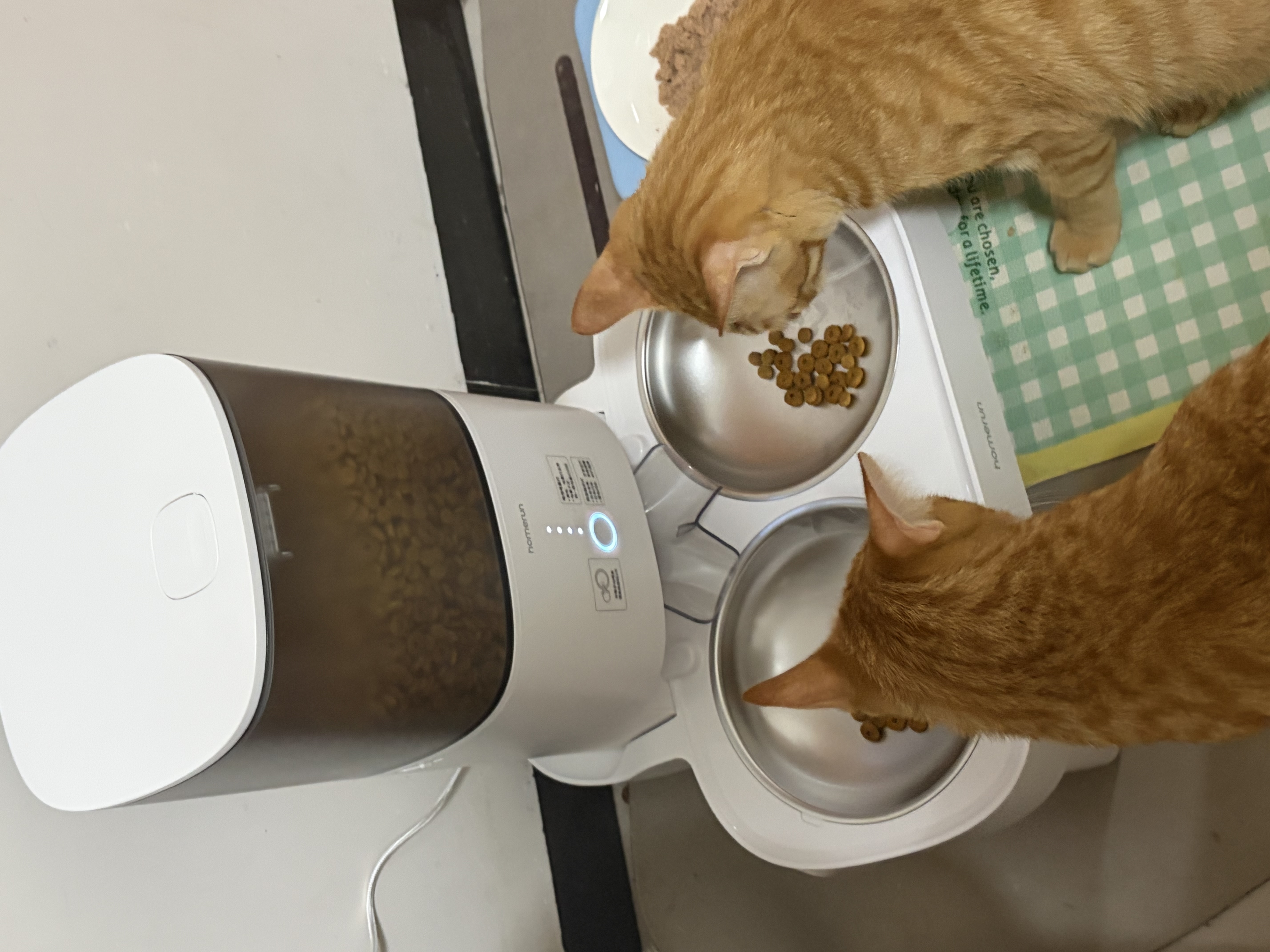霍曼（Homerun）宠物智能自动喂食器猫粮定时猫咪自动投食机不锈钢双碗增高版PF20 实拍图