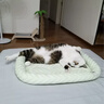 ZEZE宠物凉垫夏季降温冰窝猫窝四季通用猫咪冰垫狗狗垫子睡垫用品 实拍图