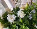 花翁栀子花盆栽四季开花卉大全树苗室内绿植好养易活茉莉花源头直发 实拍图