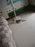 舒腾中华田园小猫咪活体田园猫宠物家养猫咪橘猫幼猫活体土猫狸花猫咪 田园级 橘白 公（幼猫两个月左右） 实拍图