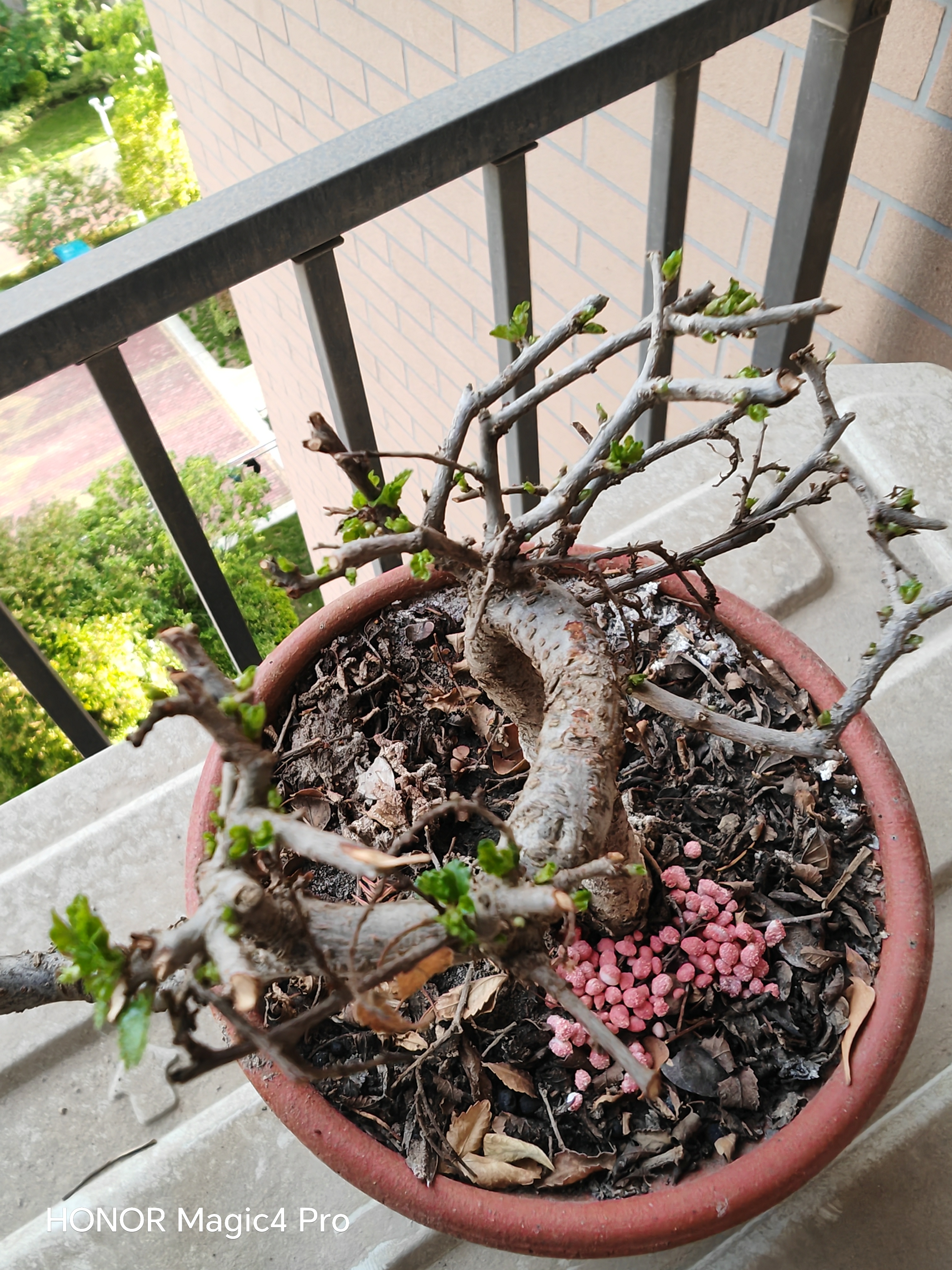 奕思瑞口琴儿童0-3岁婴幼儿乐器1初学者一岁宝宝玩具口风琴早教益智玩具 实拍图
