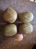 佳沛（zespri）新西兰阳光金奇异果巨大果22粒原箱单果146-175g 猕猴桃水果礼盒 实拍图
