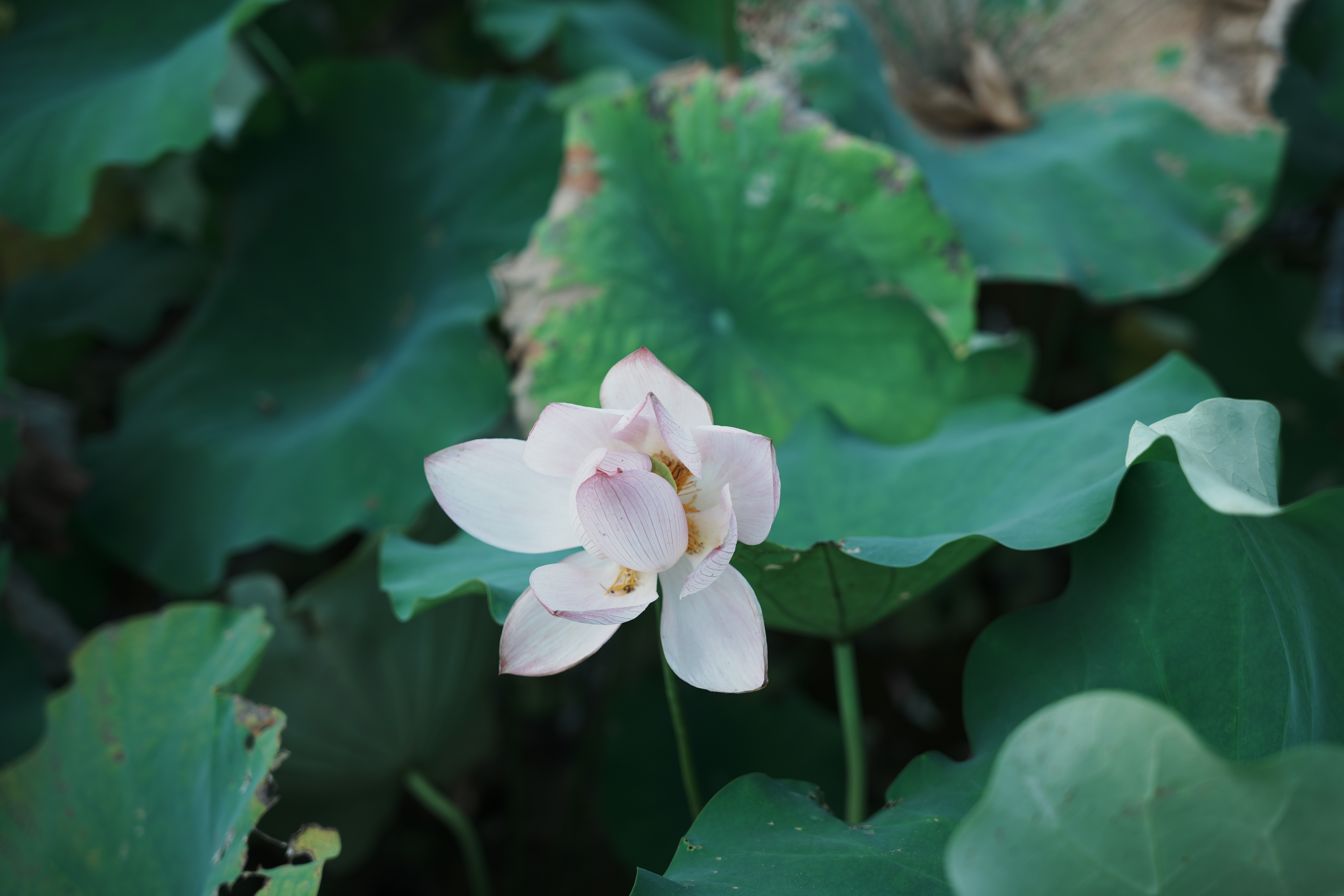 九阳（Joyoung）1.5L养生壶 0胶水煮茶器 316L不锈钢电烧水壶 保温花茶壶 带滤网 WY303 实拍图
