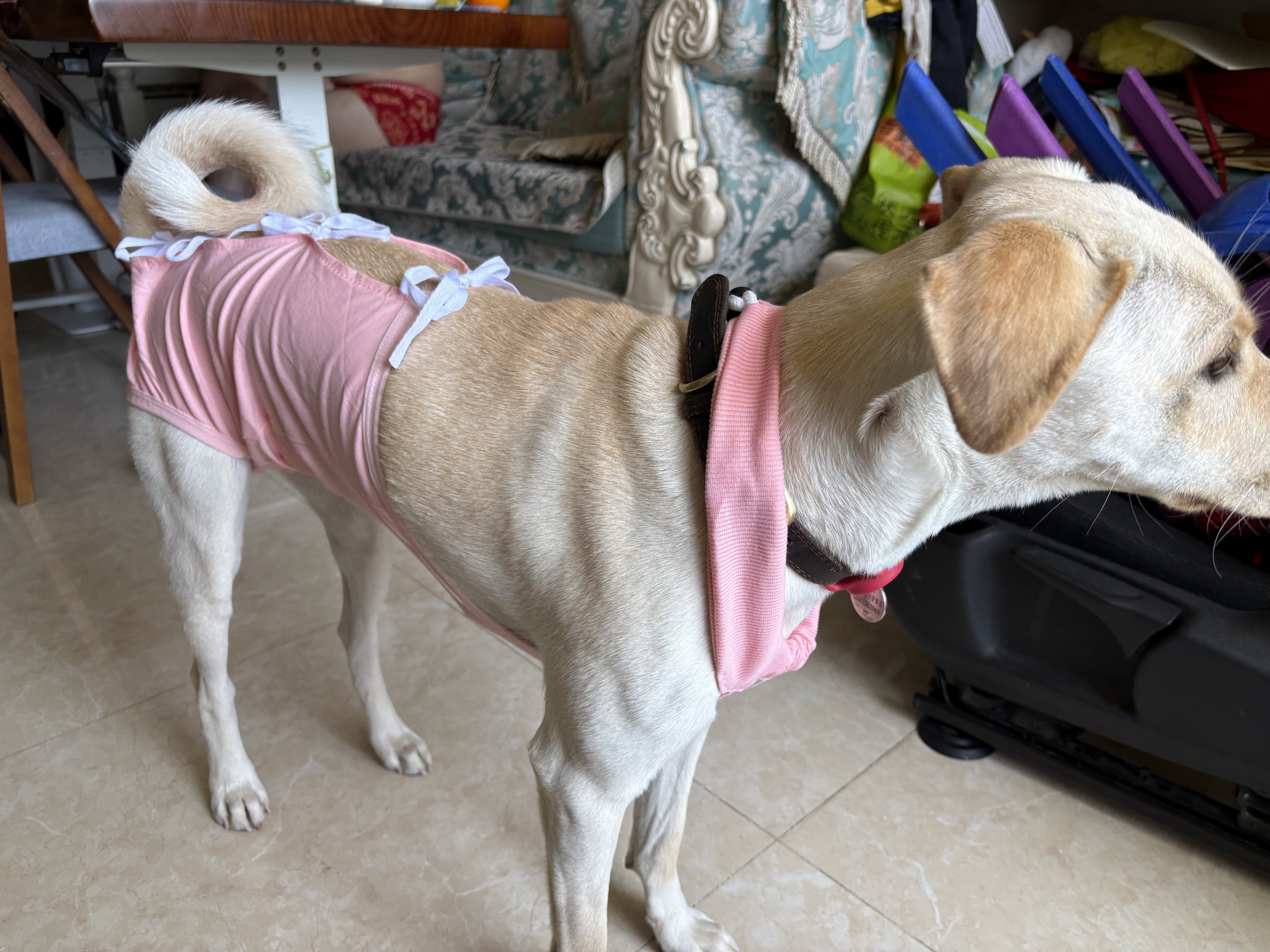 宠号狗狗绝育服母犬四脚衣手术服断奶衣服小中大型犬金毛柯基泰迪比熊 粉色（四季纯棉 绝育仅母犬可用） L 建议20-40斤 实拍图