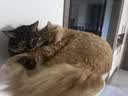 领先成猫尝鲜礼包主食级烘焙猫粮猫条餐盒汤包（新老款随机发货） 实拍图
