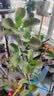 花翁海棠花盆栽树苗重瓣长寿冠盆景老桩庭院阳台绿植室内花卉源头直发 实拍图