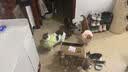 谷登【宠物金选】羊奶粉猫咪专用 幼猫小猫孕猫老年猫宠物羊奶粉200g 实拍图