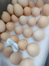 京鲜生 无抗保洁鲜鸡蛋30枚/盒 健康轻食 礼盒送礼 1.5kg/盒 源头直发 实拍图