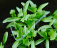 ldeal理想农业 香菜种子老品种大叶耐寒耐抽薹四季种芫荽种籽 约1300粒 实拍图