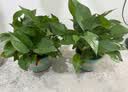 京东绿植绿萝盆栽除甲醛花卉绿植办公室新房净化空气180加仑2盆装源头直 实拍图