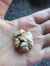 西域美农 薄皮核桃500g 新疆特产深色生核桃 原味无漂白每日坚果休闲零食 实拍图