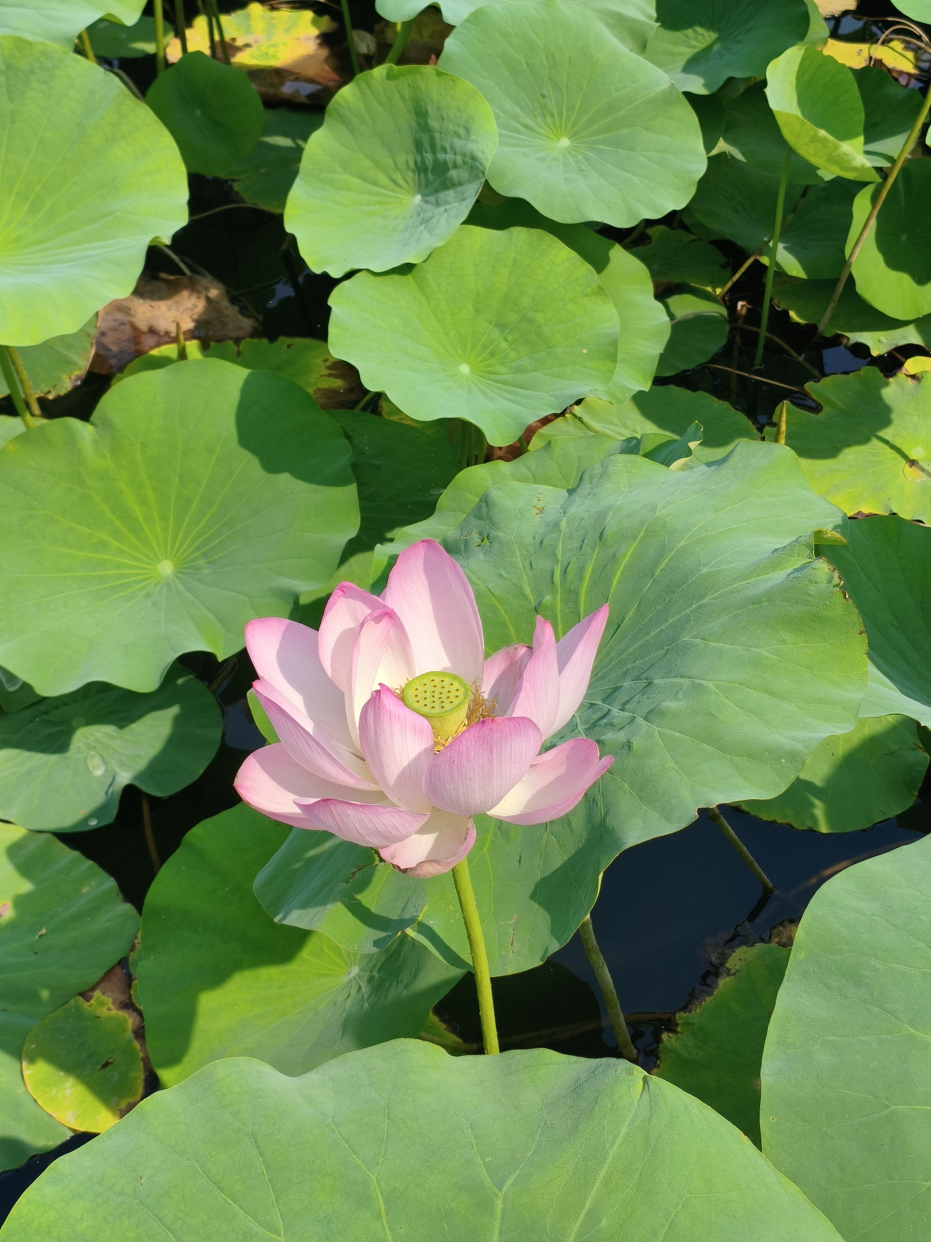 云南白药牙膏【采销推荐】经典护龈改善牙龈问题祛牙垢清新口气薄荷210g 实拍图