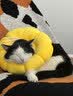欢宠网伊丽莎白圈猫宠物狗猫咪狗狗绝育项圈软头套脖套防舔防咬脖圈耻辱 实拍图
