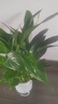 年宵花【热销款】白掌一帆风顺盆栽水培植物绿植过年装饰摆件年货 【店主推荐】特级白掌6-8株带花+早安盆+营养液 实拍图