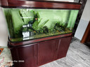 森森（SUNSUN）耀蓝鱼缸水泵小型潜水泵过滤泵抽水泵YQP-2500 40W 实拍图