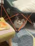 凯锐思猫条猫零食 猫条鱼肉条0添加0诱食剂湿粮混合口味猫咪零食 【鱼油爆珠】美毛助消化50支 实拍图