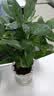 发财树盆栽大植物室内办公室桌面客厅小盆景招财树苗绿植花卉盆栽 三杆发财树 5-8cm【透明储水盆】 【送肥料】 实拍图