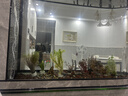 派乐特鱼缸滤材水族箱底砂龟多肉装饰造景摆件增色降酸水质火山石岩1kg 实拍图