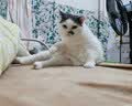 弗列加特猫粮 全价鲜肉天然粮 肠道养护配方 成猫猫粮鸡肉200g 实拍图