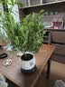 花翁薄荷盆栽可食用水培柠檬薄荷叶好养迷迭香苗植物室内绿植源头直发 实拍图