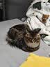 欢宠网猫玩具猫咪逗猫棒羽毛铃铛互动自嗨解闷耐咬神器猫猫小猫幼猫宠物 实拍图